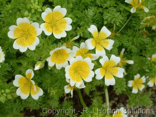 Limnanthes douglasii 